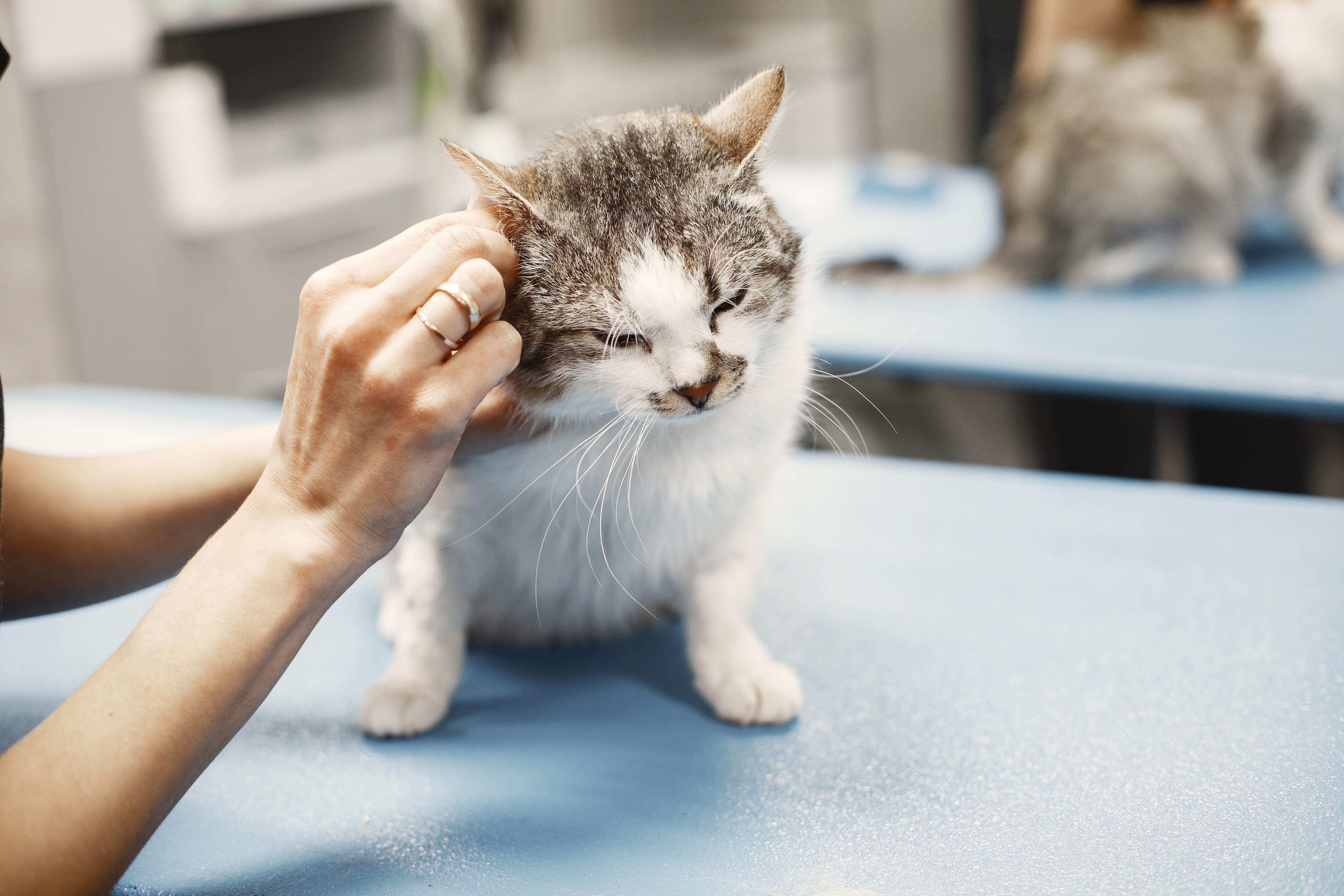 FVRCP Vaccine For Cats